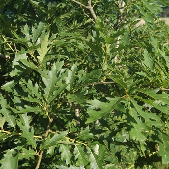 Quercus x subfalcata '' (035844)