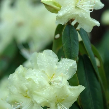 Rhododendron 'Yaku Fairy' (035861)