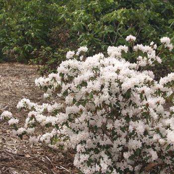 Rhododendron 'Tom Koenig' (035871)