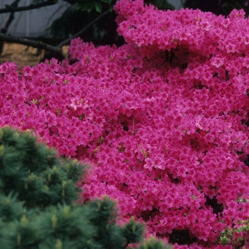 Rhododendron Gable hybrid 'Boudoir' (035905)