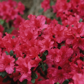 Rhododendron Girard hybrid 'Girard's Rose' (035938)
