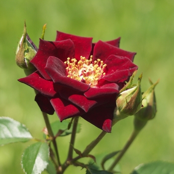 Rosa 'Black Jade' (036138)