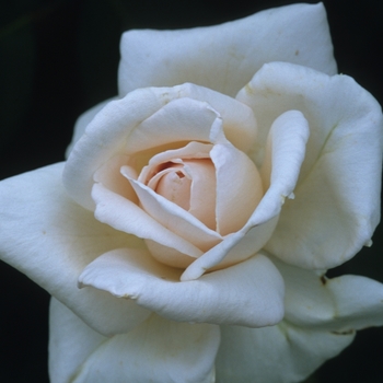 Rosa 'Chablis' (036196)