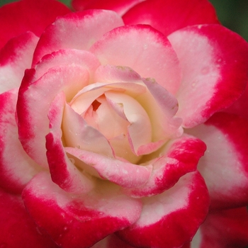 Rosa 'Cherry Parfait™' (036204)