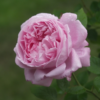 Rosa 'Mary Rose' (036436)