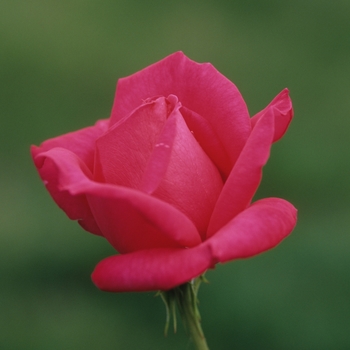 Rosa 'Miss All American Beauty' (036445)