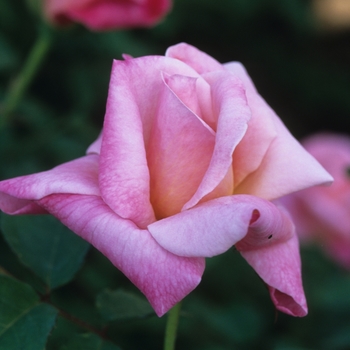 Rosa 'Pink Parfait' (036486)