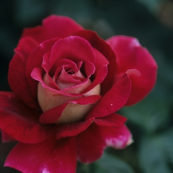 Rosa 'Proud Mary' (036507)