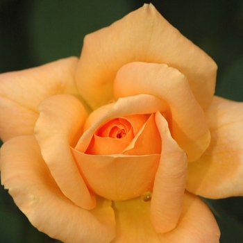 Rosa 'Sultry' (036559)