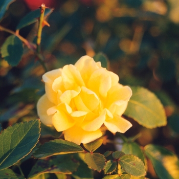 Rosa 'Yellow Jacket' (036606)