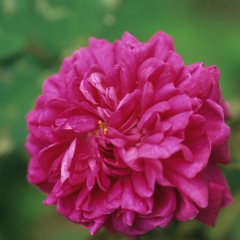 Rosa 'Rose de Rescht' (036610)