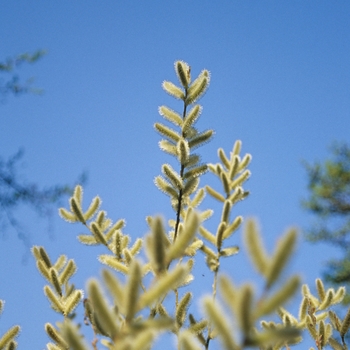 Salix gracilistyla '' (036706)