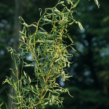 Salix matsudana x alba 'Golden Curls (Erythroflexuosa)' (036715)