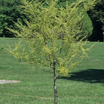 Ulmus parvifolia '' (037682)