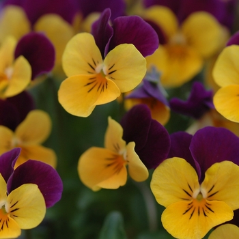 Viola cornuta Sorbet® XP '' (038017)