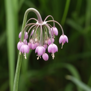 Allium cernuum '' (039037)