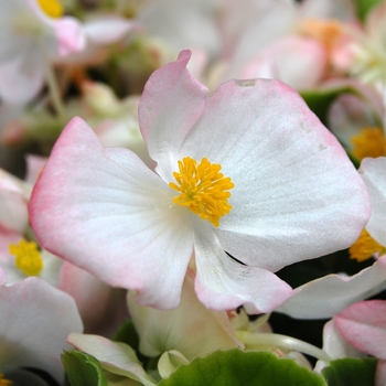 Begonia semperflorens Monza™ '' (040248)