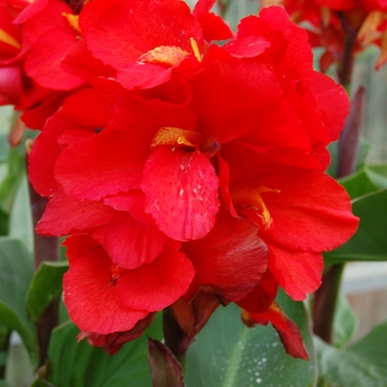 Canna x generalis 'Tropical Red' (040265)