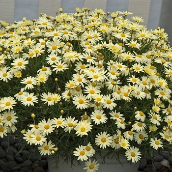 Argyranthemum frutescens Molimba® 'Mini Yellow' (041048)