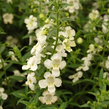Angelonia augustifolia SunDancer™ 'White' (041290)