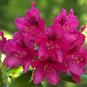 Rhododendron '' (042053)