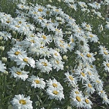 Leucanthemum x superbum 'Crazy Daisy' (042728)