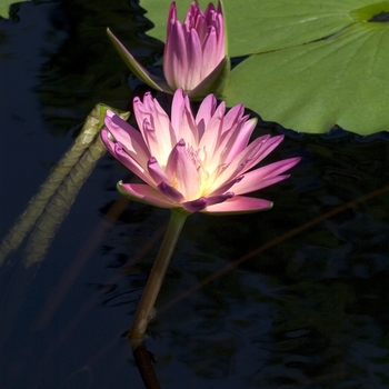 Nymphaea 'Afterglow' (042766)