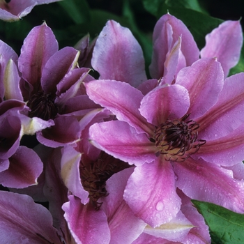 Clematis 'Nelly Moser' (044533)