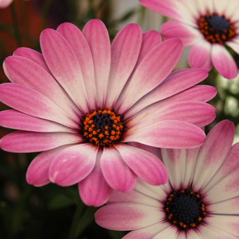 Osteospermum 'Side Show™ Bicolor Pink' (046554)