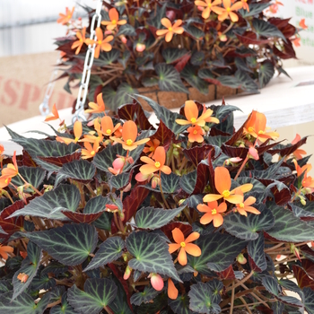 Begonia 'Sparks Will Fly' (049102)