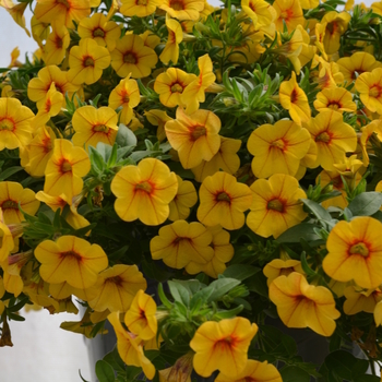 Calibrachoa MiniFamous® 'Gold with Red Eye' (049133)