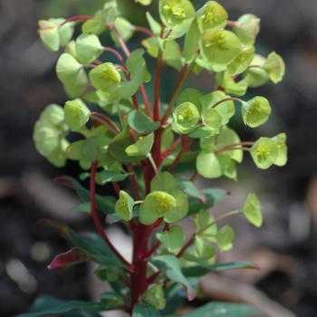 Euphorbia amygdaloides 'Efanthia' (049368)