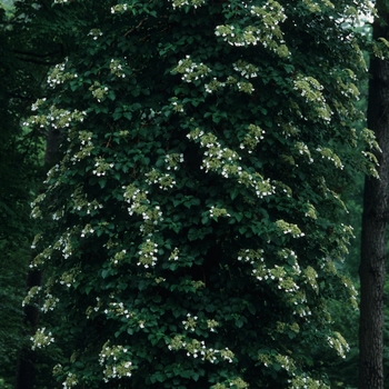 Hydrangea anomala petiolaris '' (049619)