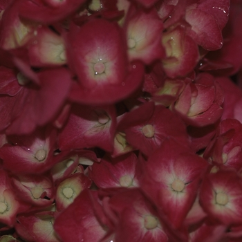 Hydrangea macrophylla 'Cardinal Red' (049648)