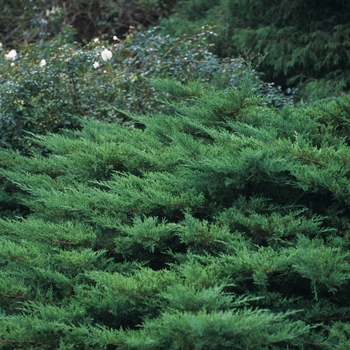 Juniperus chinensis 'Kallay's Compacta ('Pfitzer Kallay')' (049779)