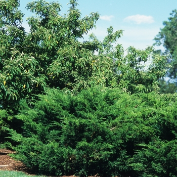Juniperus chinensis 'Sea Green' (049812)