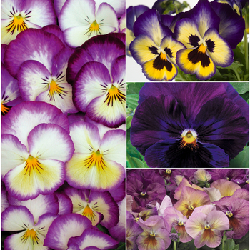 Viola x wittrockiana 'Purple Shades' (049909)