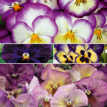 Viola x wittrockiana 'Purple Shades' (049910)