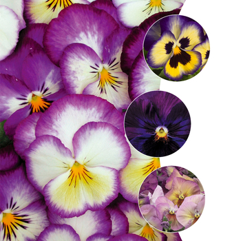 Viola x wittrockiana 'Purple Shades' (049911)