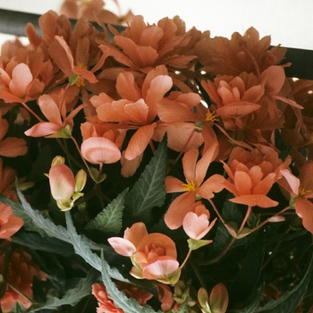 Begonia x tuberhybrida Illumination® 'Salmon Pink' (050255)