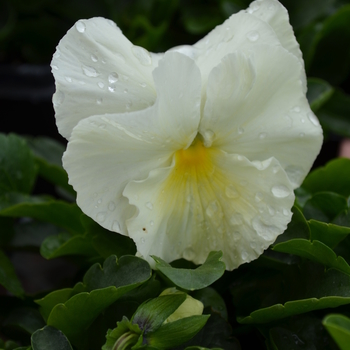 Viola x wittrockiana Spring Matrix™ 'Primrose' (050852)