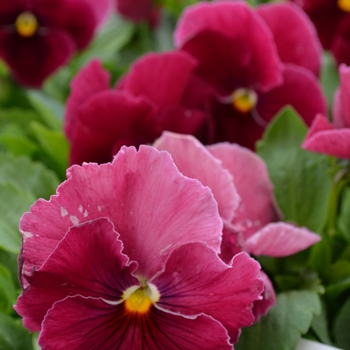 Viola x wittrockiana Spring Matrix™ 'Rose' (050859)