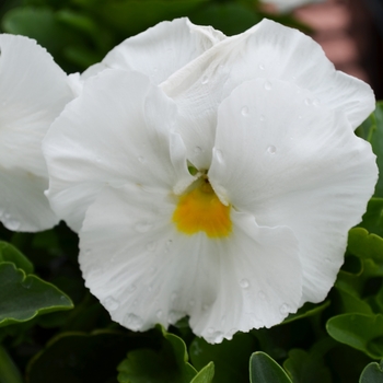 Viola x wittrockiana Spring Matrix™ 'White' (050869)