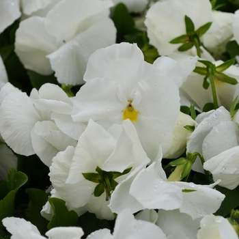 Viola x wittrockiana Spring Matrix™ 'White' (050871)