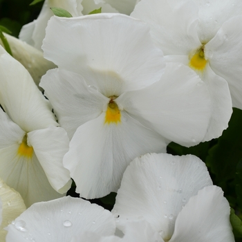 Viola x wittrockiana Spring Matrix™ 'White' (050872)
