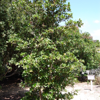 Corynocarpus laevigatus '' (051057)