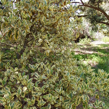 Ficus rubiginosa 'Variegata' (051066)