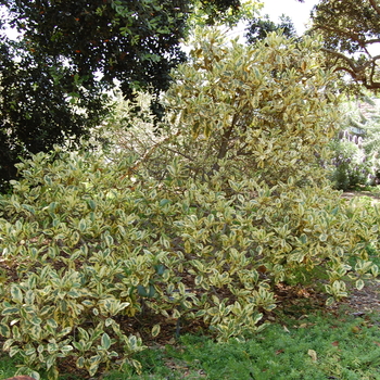 Ficus rubiginosa 'Variegata' (051068)