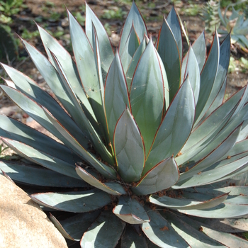 Agave 'Blue Glow' (051118)