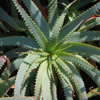 Aloe arborescens '' (051144)